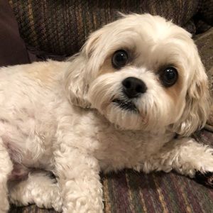 Meet your Posher, Ella